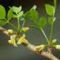 Commiphora bruceae 10 Seeds