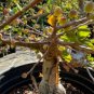 Commiphora bruceae 10 Seeds
