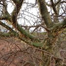 Commiphora oblongifolia 4 Seeds