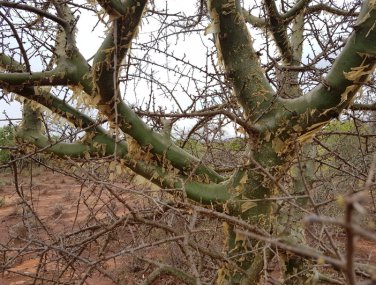 Commiphora oblongifolia 4 Seeds