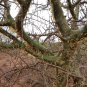 Commiphora oblongifolia 4 Seeds