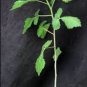 Commiphora oblongifolia 4 Seeds