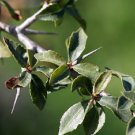Commiphora Habessinica Burseraceae Plant 4 Seeds