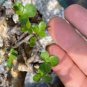 Commiphora Habessinica Burseraceae Plant 4 Seeds