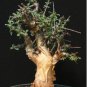 Commiphora Habessinica Burseraceae Plant 4 Seeds