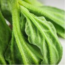 Eriospermum lanceifolium Rare Root Block Mist Ice Jade 10 Seeds