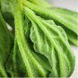 Eriospermum lanceifolium Rare Root Block Mist Ice Jade 10 Seeds
