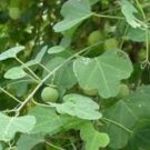 Adenia gummifera 10 Seeds