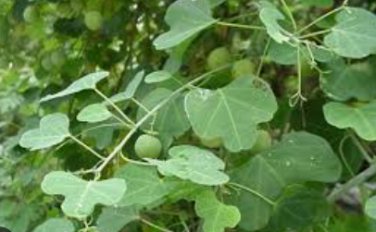 Adenia gummifera 10 Seeds