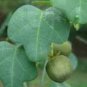 Adenia gummifera 10 Seeds
