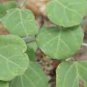 Adenia gummifera 10 Seeds