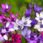 Babiana Stricta Iridaceae Pretty Flowers 10 Seeds