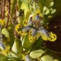 Ferraria Variabilis Iridaceae Pretty Flowers 10 Seeds