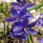 Geissorhiza aspera 10 Seeds