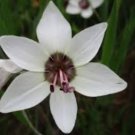 Geiss. tulbaghensis Beautiful Flowers 10 Seeds