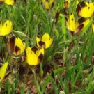 Hesperantha vaginata 10 Seeds