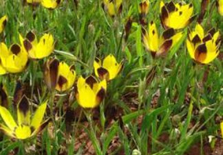 Hesperantha vaginata 10 Seeds