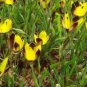 Hesperantha vaginata 10 Seeds