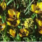 Hesperantha vaginata 10 Seeds