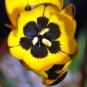 Hesperantha vaginata 10 Seeds