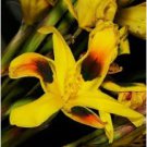 Moraea Elegans Cape Tulips Yellow Black Spot Flower 10 Seeds