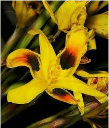 Moraea Elegans Cape Tulips Yellow Black Spot Flower 10 Seeds