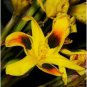 Moraea Elegans Cape Tulips Yellow Black Spot Flower 10 Seeds