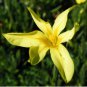 Moraea Elegans Cape Tulips Yellow Black Spot Flower 10 Seeds
