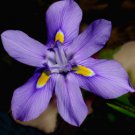 Moraea Polystachya Beautiful Purple Flowers 10 Seeds