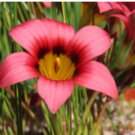 Romulea Eximia Beautiful Flowers 10 Seeds