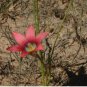 Romulea Eximia Beautiful Flowers 10 Seeds