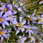 Romulea Tabularis Beautiful Flowers 10 Seeds