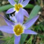 Romulea Tabularis Beautiful Flowers 10 Seeds
