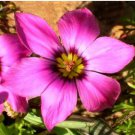 Romulea Tetragona Beautiful Flowers 10 Seeds