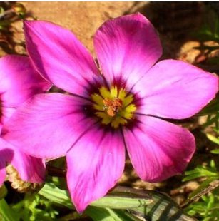 Romulea Tetragona Beautiful Flowers 10 Seeds