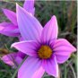 Romulea Tetragona Beautiful Flowers 10 Seeds
