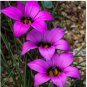 Romulea Tetragona Beautiful Flowers 10 Seeds