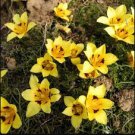Romulea Tortuosa Beautiful Flowers 10 Seeds
