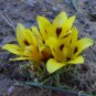 Romulea Tortuosa Beautiful Flowers 10 Seeds