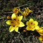 Romulea Tortuosa Beautiful Flowers 10 Seeds