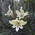Moraea Serpenting Beautiful Flowers 10 Seeds