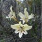 Moraea Serpenting Beautiful Flowers 10 Seeds