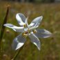 Moraea Serpenting Beautiful Flowers 10 Seeds