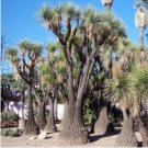 Beaucarnea Gracilis 10 Seeds