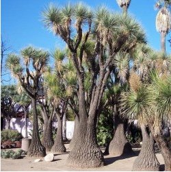 Beaucarnea Gracilis 10 Seeds