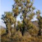Beaucarnea Gracilis 10 Seeds