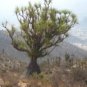 Beaucarnea Gracilis 10 Seeds