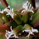 Euphorbia leuconeura Potted Plant 10 Seeds