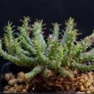 Euphorbia Gorgonis Rare Root Block Potted Plant 10 Seeds
