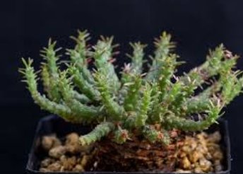 Euphorbia Gorgonis Rare Root Block Potted Plant 10 Seeds